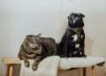 The Best Nutrition Practices for Different Breeds of Dogs
