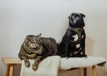 The Best Nutrition Practices for Different Breeds of Dogs