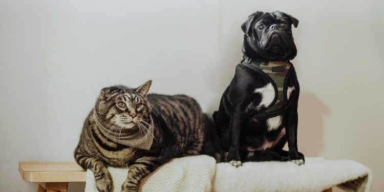 The Best Nutrition Practices for Different Breeds of Dogs