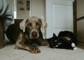 The Best Nutrition Practices for Different Breeds of Dogs
