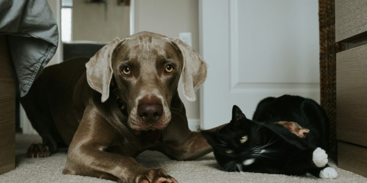 The Best Nutrition Practices for Different Breeds of Dogs