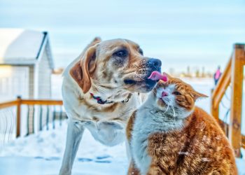 The Best Nutrition Practices for Different Breeds of Dogs